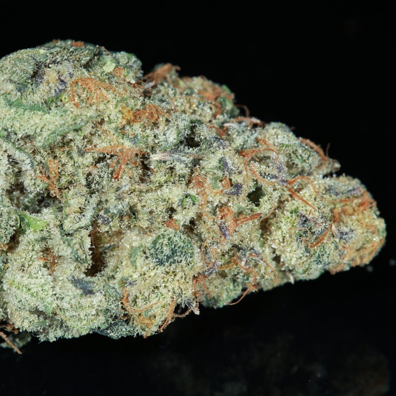 Snow Ryder feminised Ganja Seeds