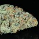Snow Ryder feminised Ganja Seeds