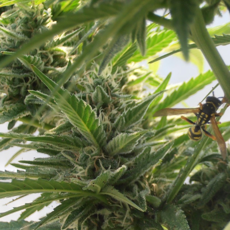 Sweet Tooth feminised GanjaLiveSeeds