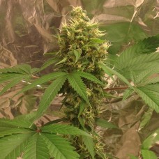 Blue Dream feminised Victory Seeds