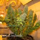 Blue Gelato 41 feminised Ganja Seeds