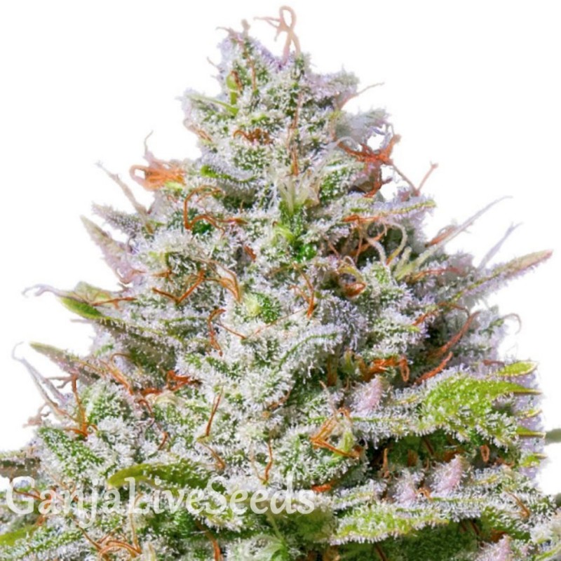 Blue Gelato 41 feminised Ganja Seeds