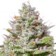 Blue Gelato 41 feminised Ganja Seeds