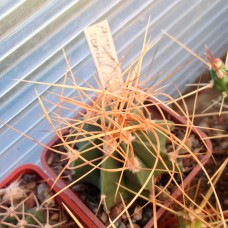 Astrophytum senile var. aureum