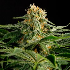 Hash Plant feminised GanjaLiveSeeds