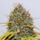 Hash Plant feminised GanjaLiveSeeds