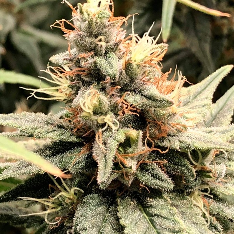 Auto Mandarine feminised Ganja Seeds - 2 насінини