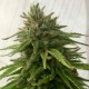 Auto Mandarine feminised Ganja Seeds - 2 насінини