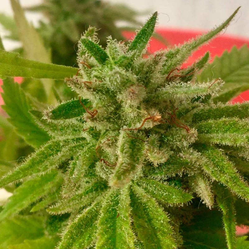 Auto Mandarine feminised Ganja Seeds - 2 насінини