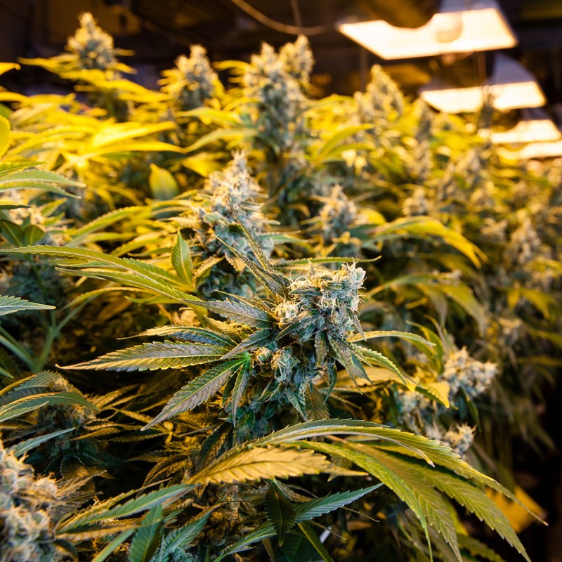 Big Bud feminised Ganja Seeds - 477 насінин