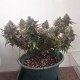 Auto Caramella feminised Ganja Seeds - 2 насінини