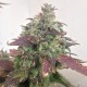 Auto Caramella feminised Ganja Seeds - 2 насінини