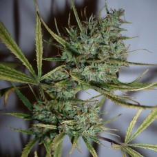 Top 44 feminised GanjaLiveSeeds