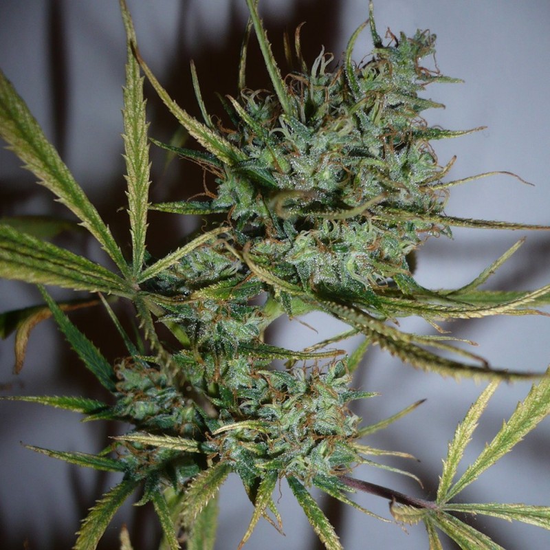 Top 44 feminised GanjaLiveSeeds