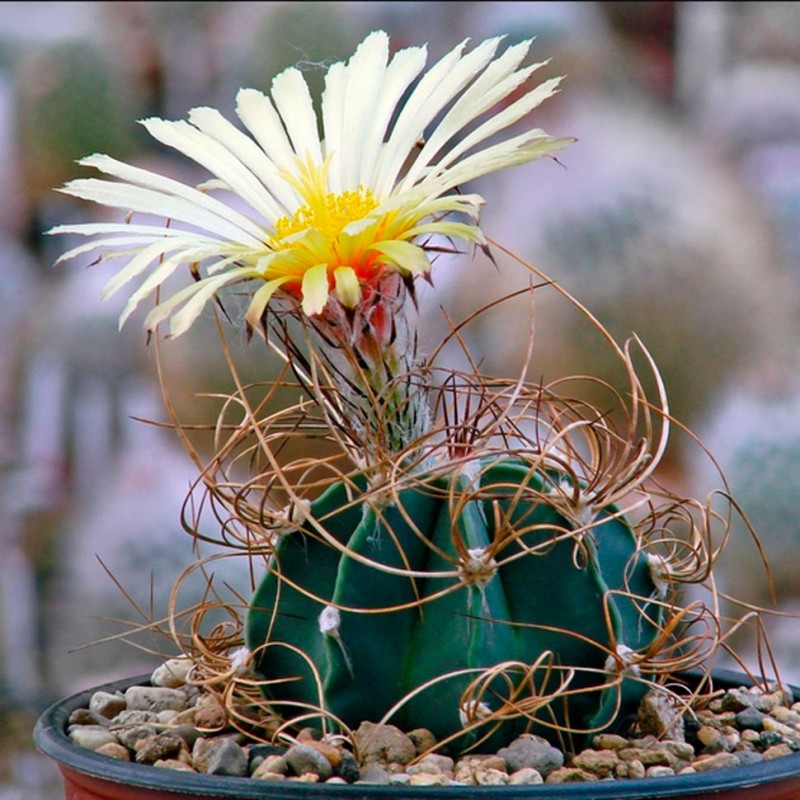 Astrophytum senile var. aureum P 289