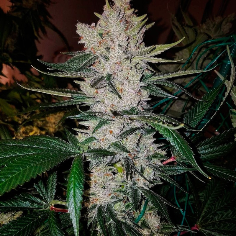 Gorilla Zkittlez feminised GanjaLiveSeeds