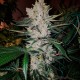 Gorilla Zkittlez feminised GanjaLiveSeeds