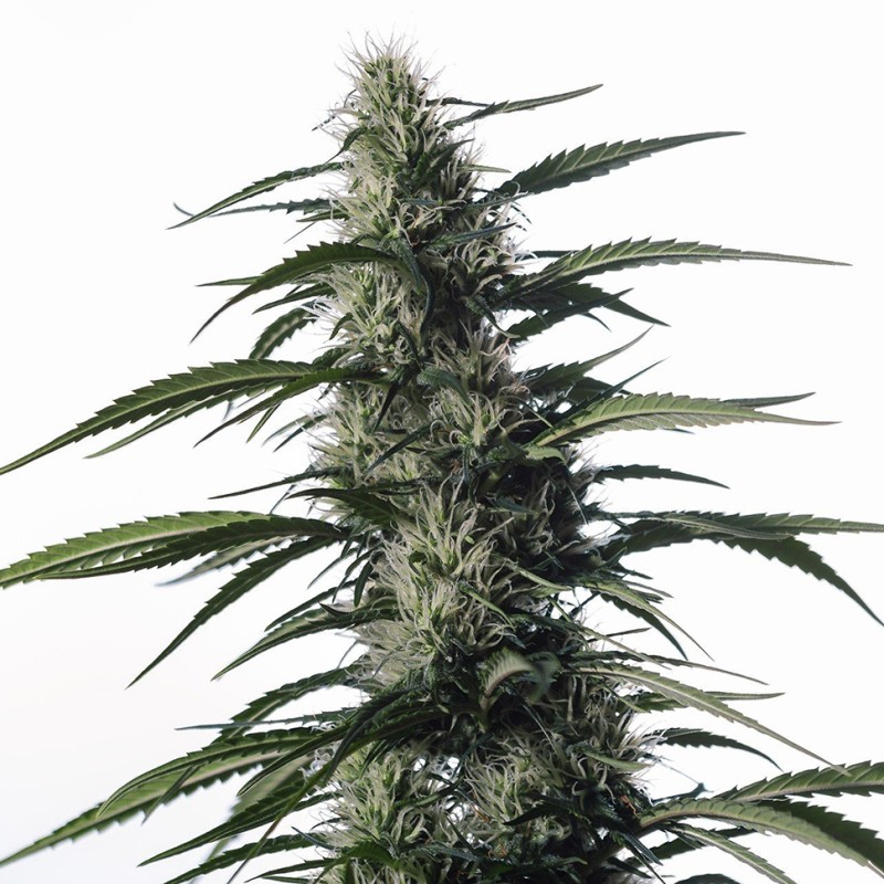Auto Medical CBD feminised Ganja Seeds - 4 насінини
