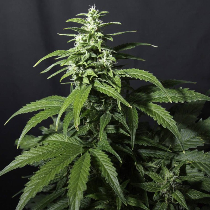 Amnesia Gold feminised Ganja Seeds