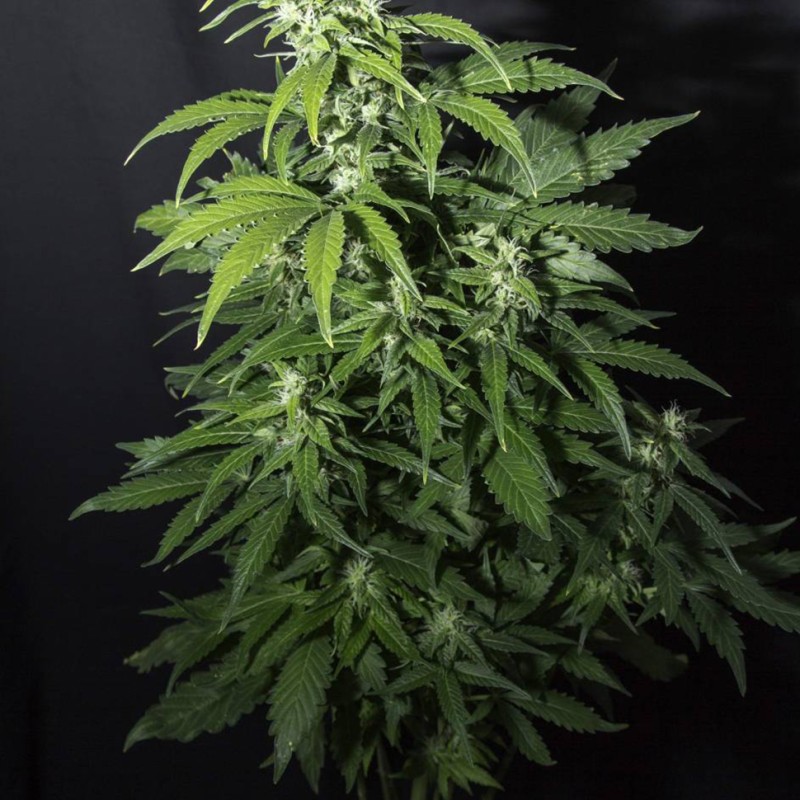 Amnesia Gold feminised Ganja Seeds