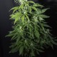 Amnesia Gold feminised Ganja Seeds