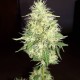 Amnesia Gold feminised Ganja Seeds