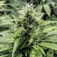 Amnesia Gold feminised Ganja Seeds