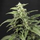 Amnesia Gold feminised Ganja Seeds