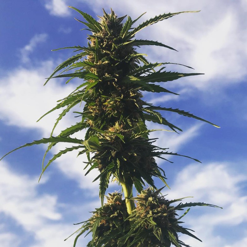 Amnesia Gold feminised Ganja Seeds