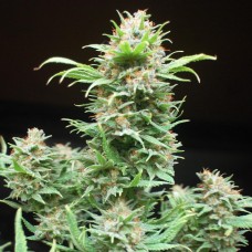 Wembley feminised GanjaLiveSeeds