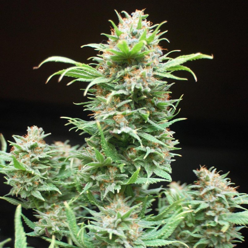 Wembley feminised GanjaLiveSeeds
