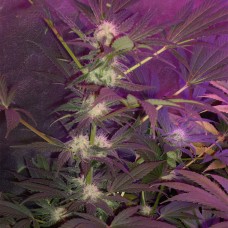 Caramelino feminised Victory Seeds