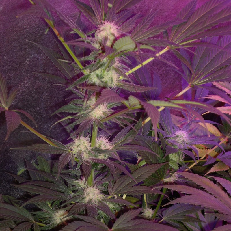Caramelino feminised Victory Seeds