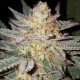 Grapefruit Diesel feminised Ganja Seeds - 2 насінини