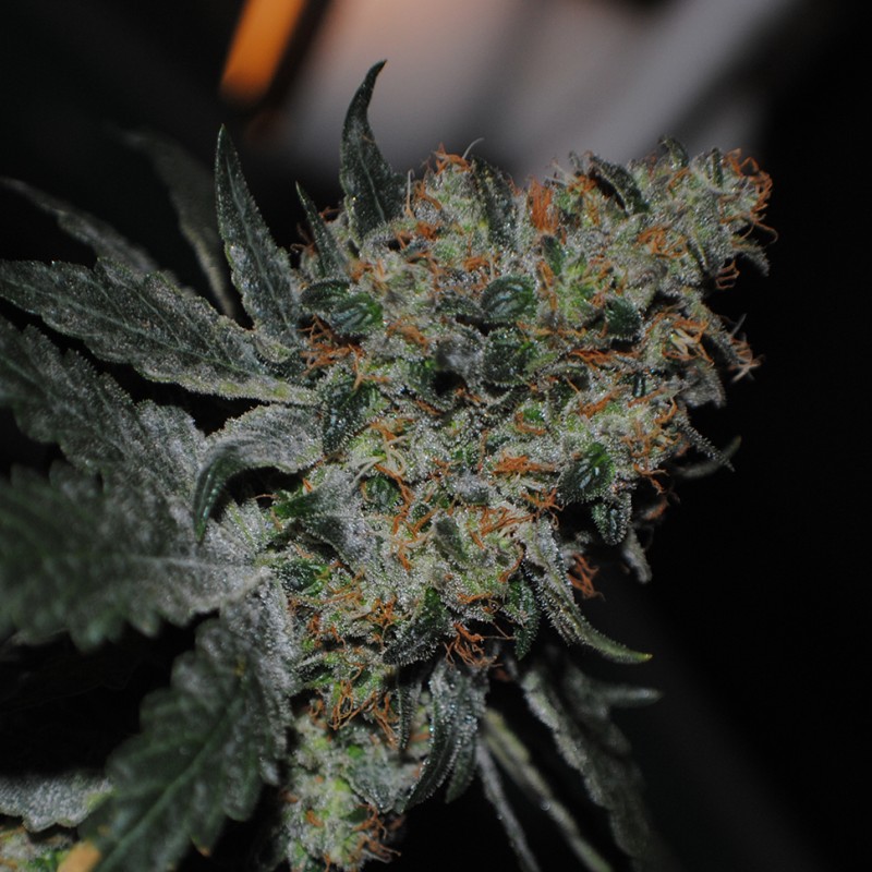 Grapefruit Diesel feminised Ganja Seeds - 2 насінини