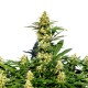 Grapefruit Diesel feminised Ganja Seeds - 2 насінини