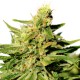 Grapefruit Diesel feminised Ganja Seeds - 2 насінини