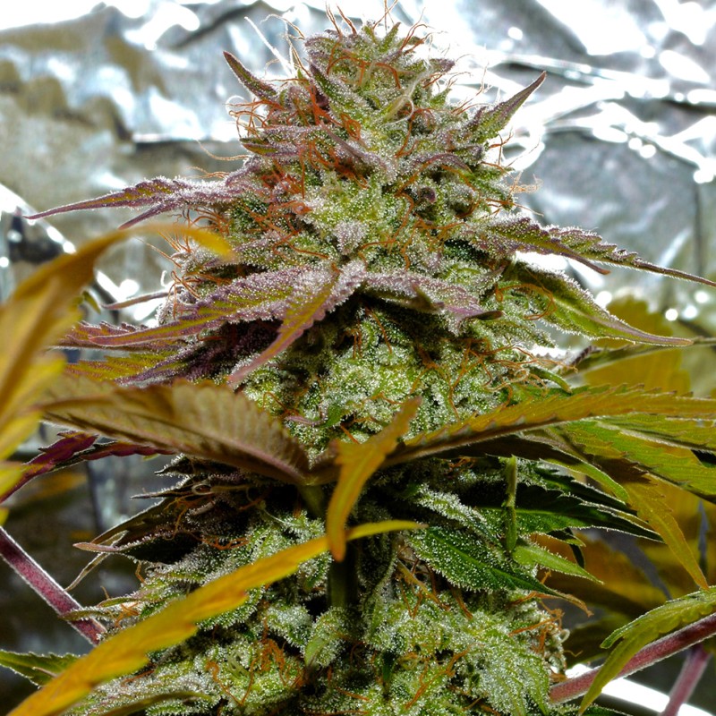 Grapefruit Diesel feminised Ganja Seeds - 2 насінини