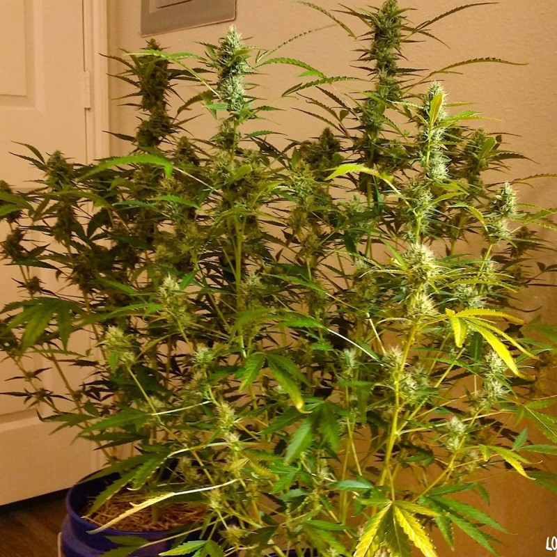 Grapefruit Diesel feminised Ganja Seeds - 2 насінини