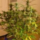 Grapefruit Diesel feminised Ganja Seeds - 2 насінини