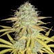Grapefruit Diesel feminised Ganja Seeds - 2 насінини