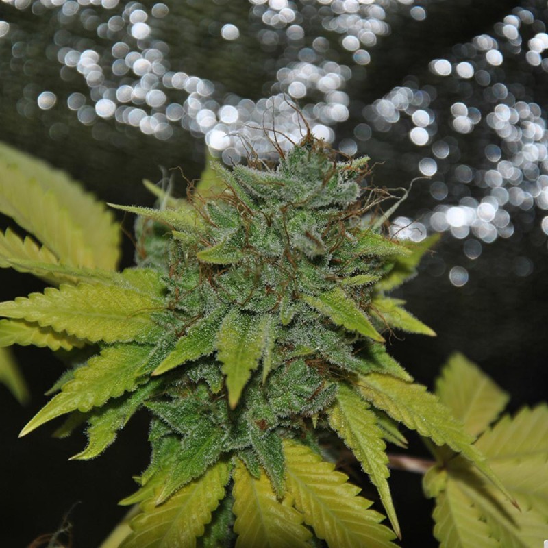 Grapefruit Diesel feminised Ganja Seeds - 2 насінини