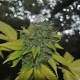 Grapefruit Diesel feminised Ganja Seeds - 2 насінини
