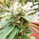Grapefruit Diesel feminised Ganja Seeds - 2 насінини