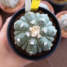 Astrophytum senile hybrid thailand