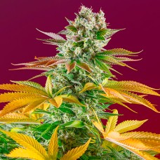 Gorilla Girl feminised GanjaLiveSeeds Fast Version
