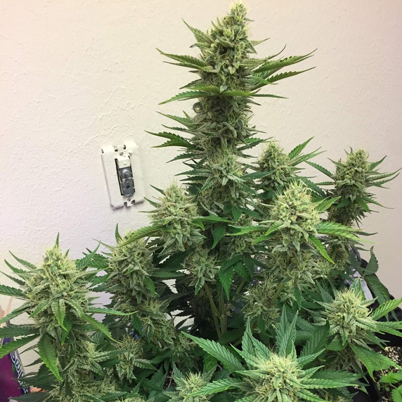 Auto Orange feminised Ganja Seeds - 2 насінини