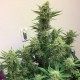 Auto Orange feminised Ganja Seeds - 2 насінини