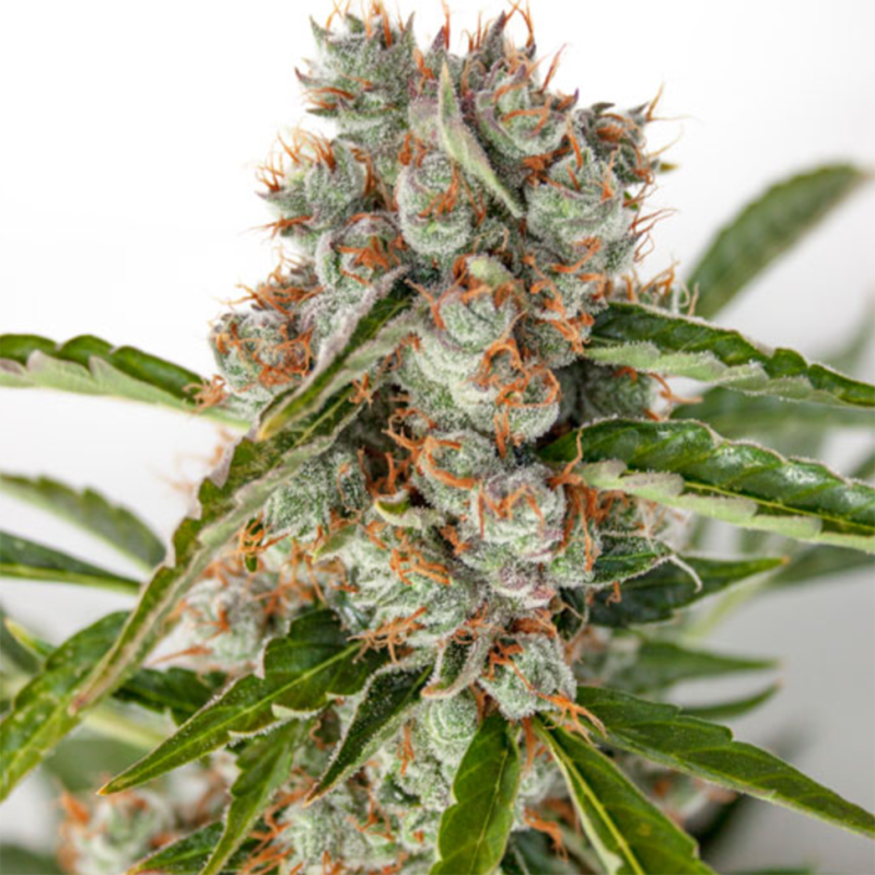 Auto Orange feminised Ganja Seeds - 2 насінини
