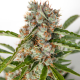 Auto Orange feminised Ganja Seeds - 2 насінини